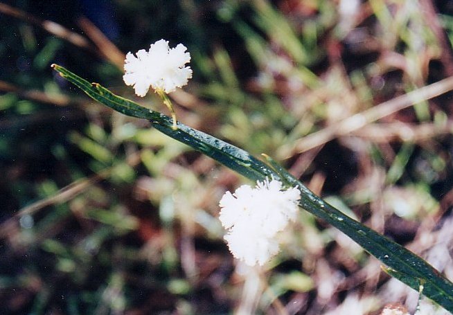 acacia_wildenowiana.jpg