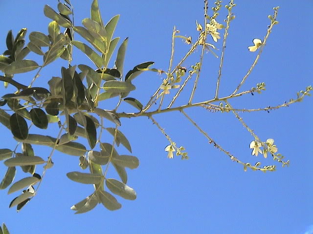 Acaciaavispas-cuello1.jpg