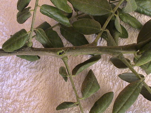 Acaciaavispas-cuello14.jpg