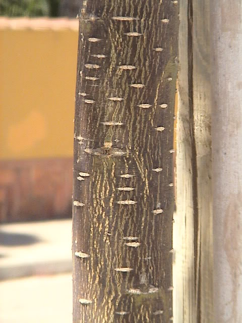 Acaciaavispas-cuello4.jpg