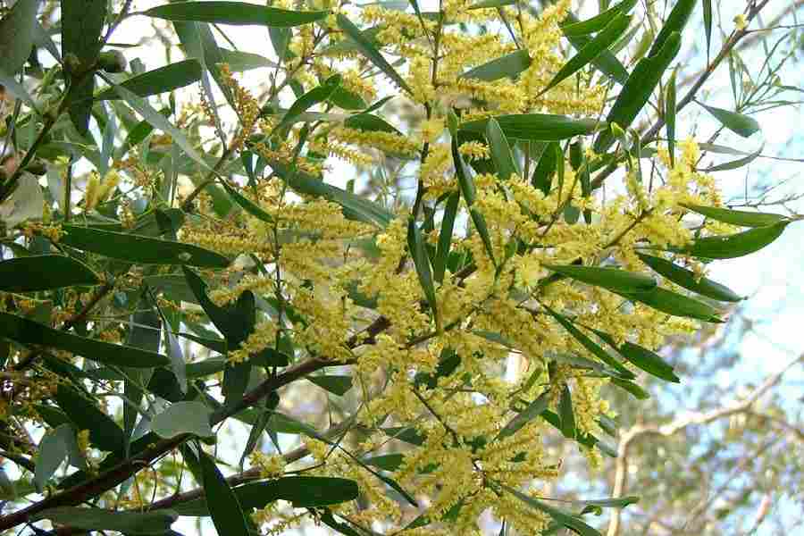 acacialongifolialongifolia10.jpg