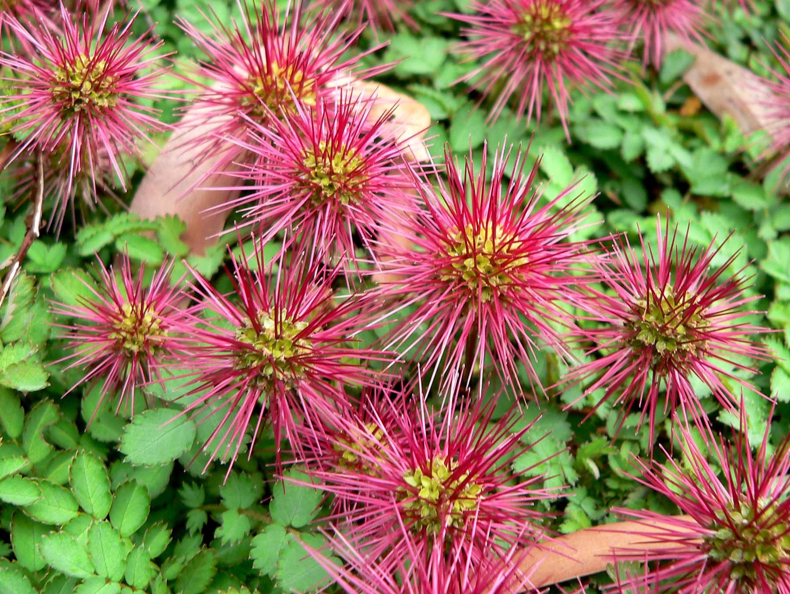 Acaena_magellanica_magellanica_1.jpg