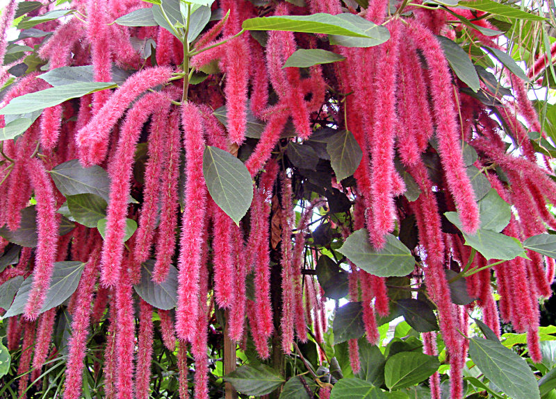 Acalypha%20hispida.jpg