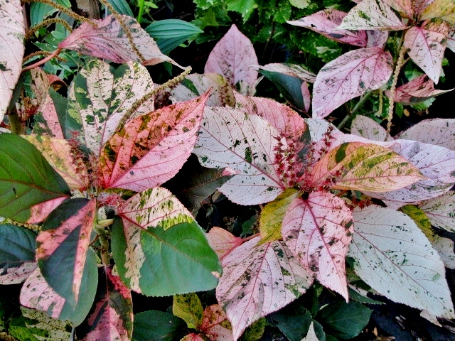 Acalypha%20wilkesiana%20Chicago%20Brick.JPG