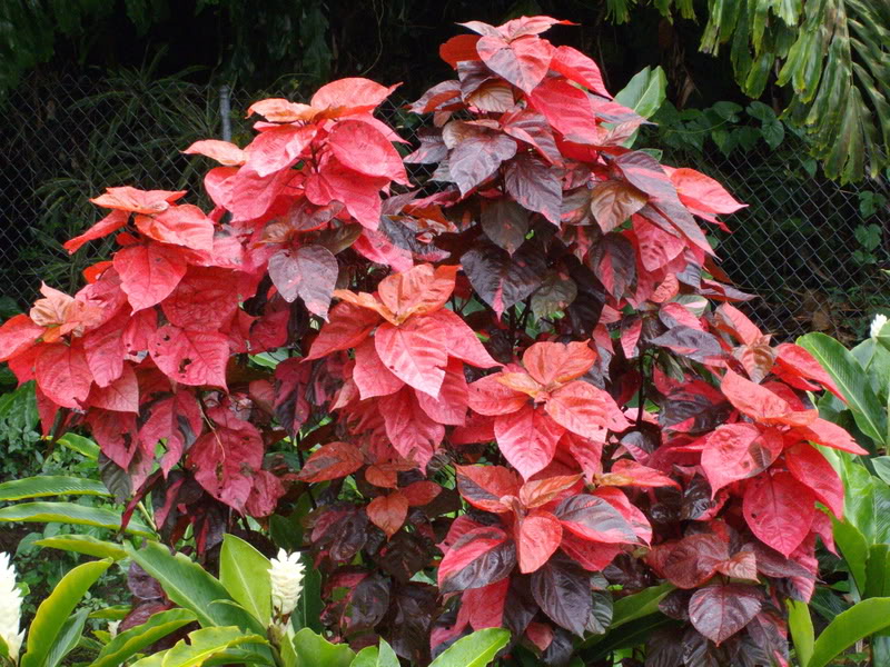 Acalypha-wilkesiana.jpg