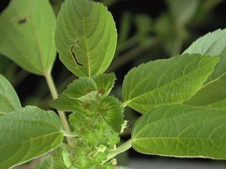 Acalypha_indica,I_HLV754.jpg