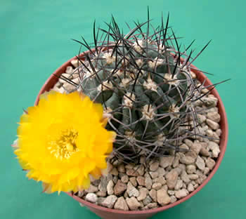 acant_gris.jpg