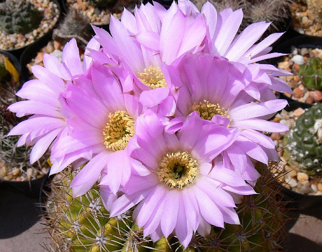 acanthocalycium%2Bspiniflorum%2Bvar%2Bviolacem.jpg