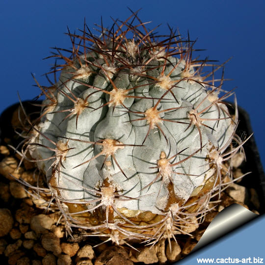 Acanthocalycium_glaucum_skin_810_small.jpg