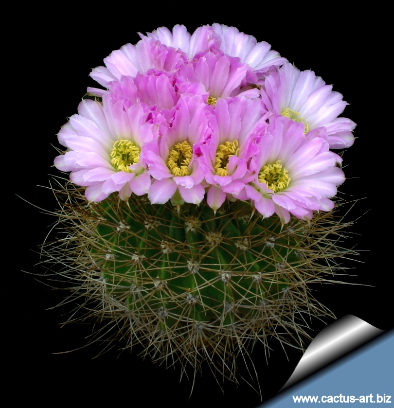 Acanthocalycium_violaceum_bloom_810.jpg