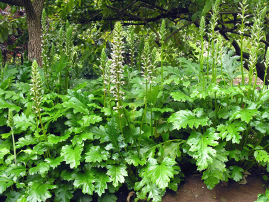 acanthus-mollis.jpg