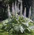 acanthus-mollis.jpg