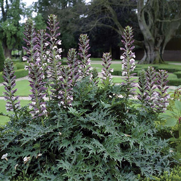 Acanthus-mollis.jpg