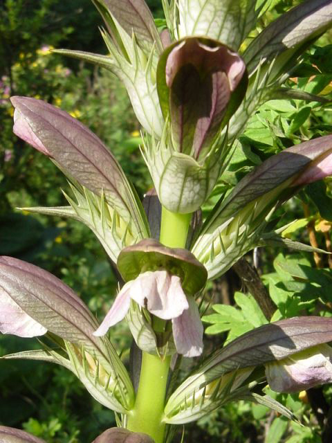 acanthus_hungaricus.jpg