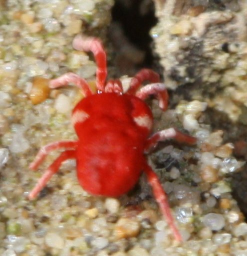 acaro.jpg