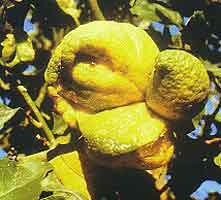 acaro_maravillas.jpg