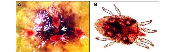 acarosbrevipalpussp.jpg