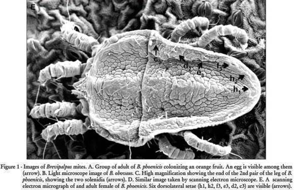 acarosbrevipalpussp1.jpg