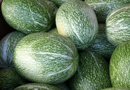 acayota-shark-fin-melon-malabar-gourd-cucurbita-ficifolia-with-large-oblong-to-spherical-fruits-.jpg