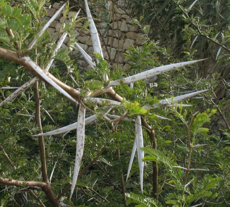 ACCKR-Acacia_karroo_t.jpg