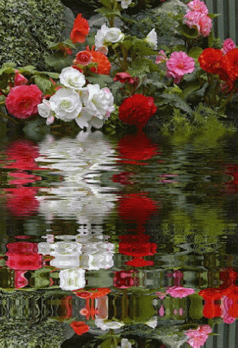 ace9aeda0aa29f6767283b69bc355b8c.gif