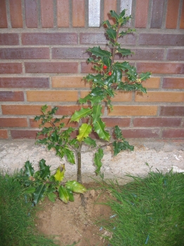 acebo%7E1.jpg