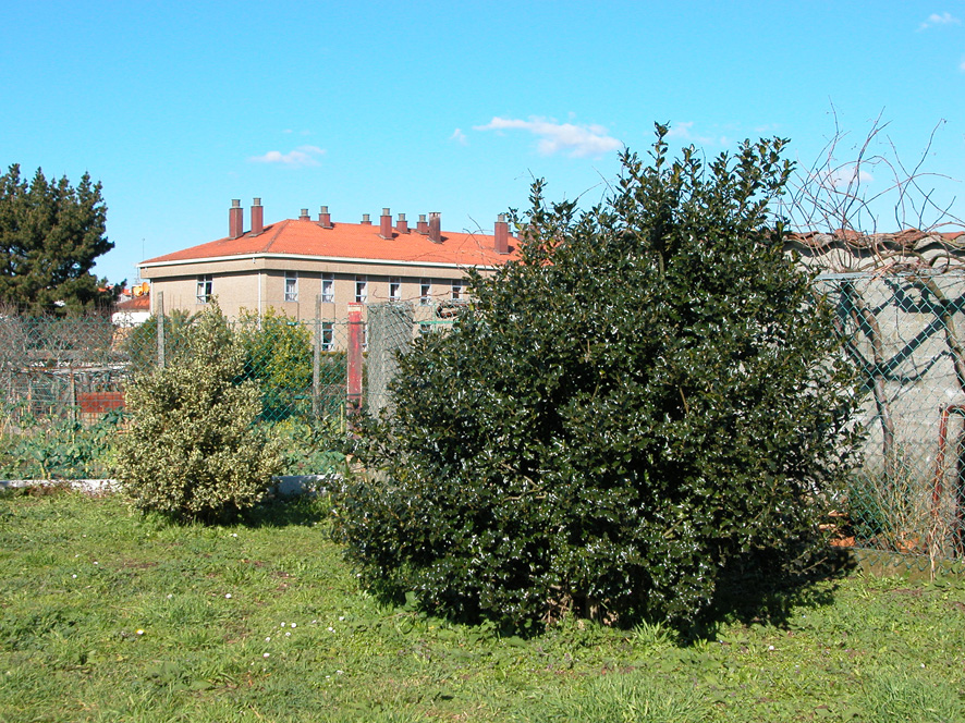 Acebos%20Dcha.jpg