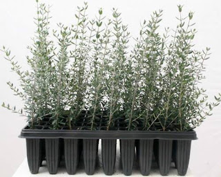 acebuche-olivo-silvestre-alveolo.jpg