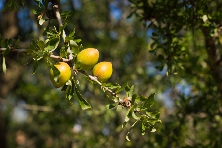 ACEITE-DE-ARGAN1.jpg