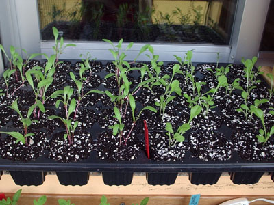 acelgas%20y%20lechuga%208-04.JPG