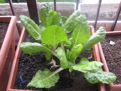 acelgas03.jpg