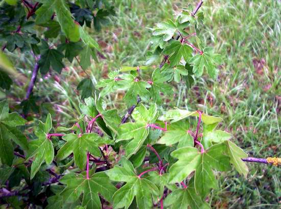 Acer%20campestre%201r.jpg