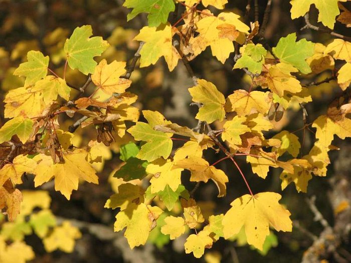 Acer%20granatense%20%283%29%20-%20SUB-ENDEMISMO%20IBERICO.JPG