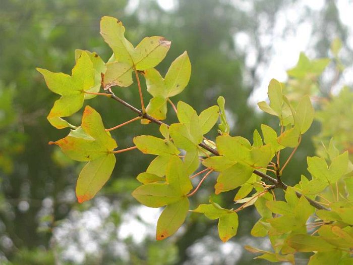 Acer%20monspessulanum%20%282%29.JPG