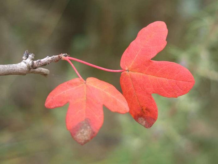 Acer%20monspessulanum%20%283%29.JPG