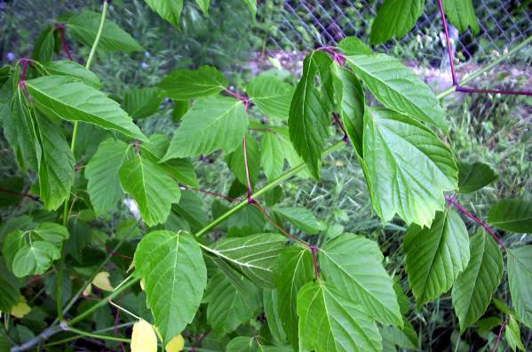 Acer%20negundo_hojas.jpg