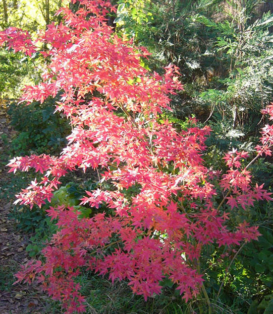 ACER%20PALMATUM3.JPG