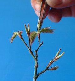 Acer%20pinching%20out%202.jpg