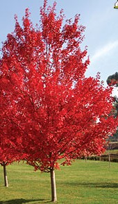 Acer%20rubrum%20%27October%20Glory%27.jpg