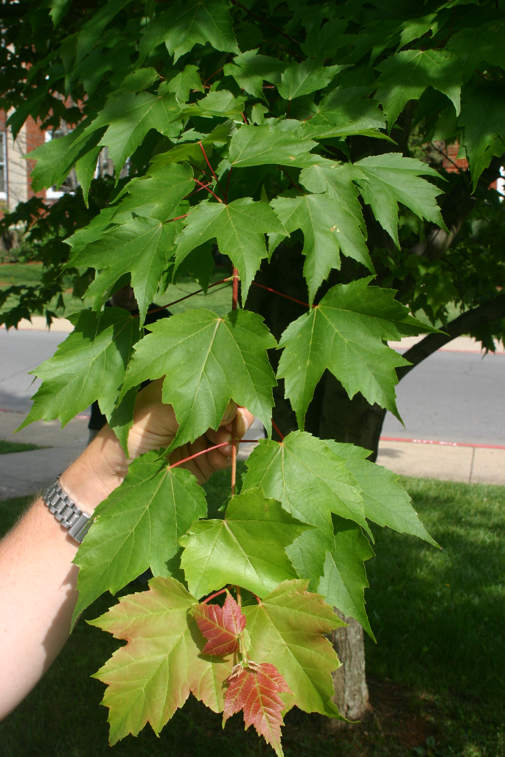 Acer%20rubrum.JPG