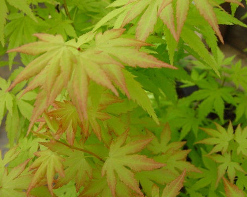 Acer%2520palmatum%2520Orange%2520Dream.jpg