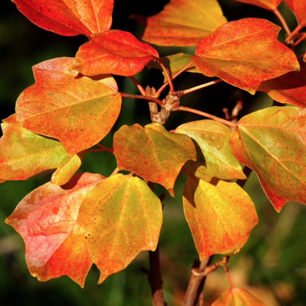 Acer-Buergerianum-00.jpg