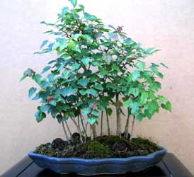 acer-buergerianum-bonsai-4.jpg