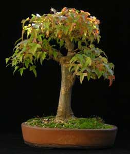 acer-buergerianum-bonsai.jpg