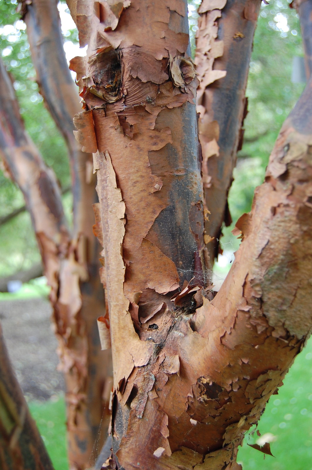 acer-griseum-bark.jpg