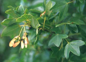 acer-monspessulanum.jpg