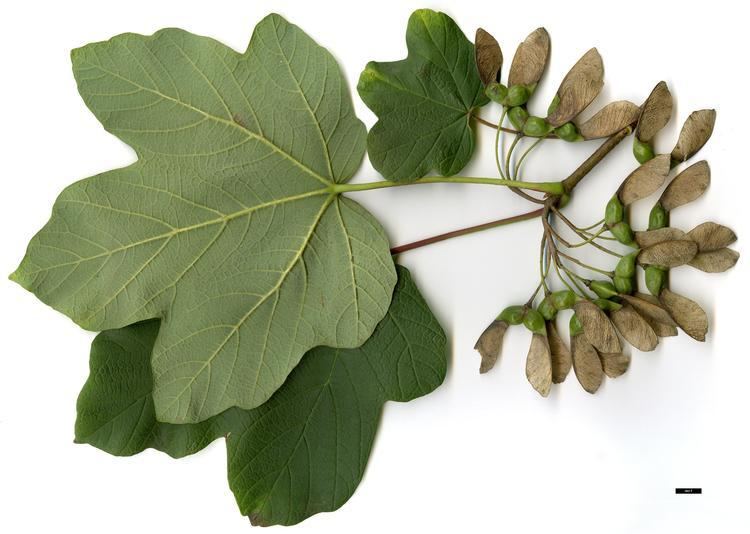 acer-opalus-b835be9b-fb8b-4a72-8d6b-f3f582a82ae-resize-750.jpg