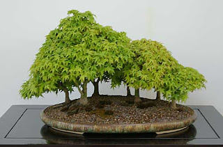 acer-palmatum-kiyohime-001.jpg