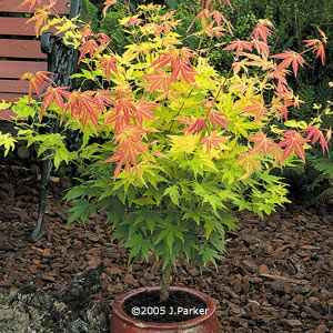 Acer+Palmatum+Orange+Dream.jpg