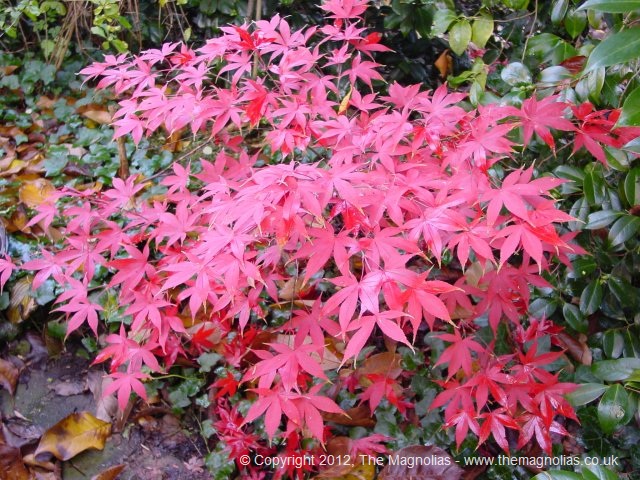acer-palmatum-osakazuki.jpg